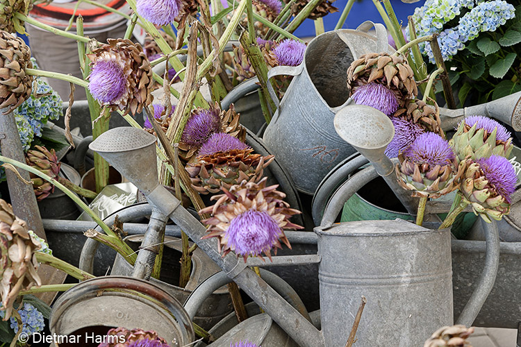 NIKON D800 - 24.0-120.0 mm f/4.0