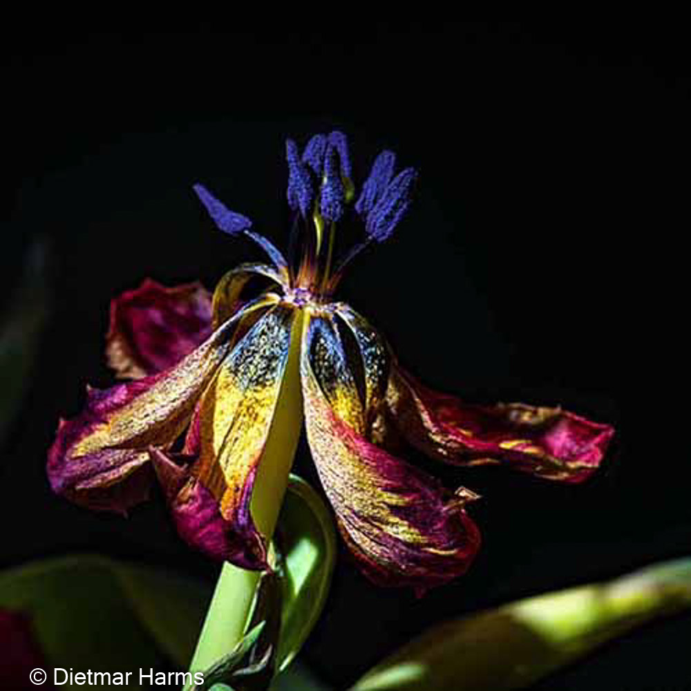 NIKON D850 - 105.0 mm f/2.8