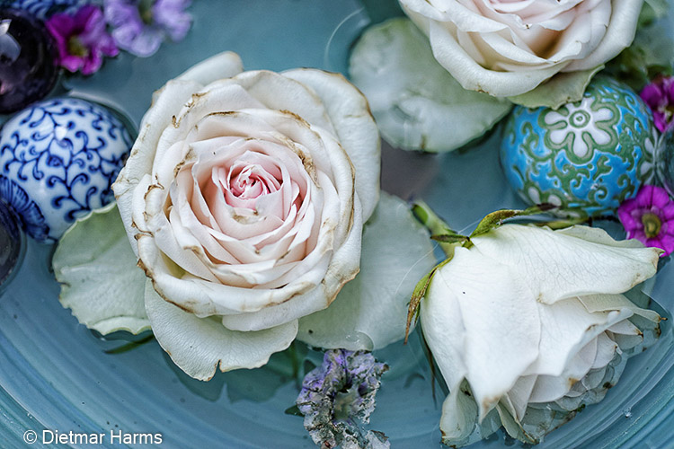 NIKON D800 - 105.0 mm f/2.8