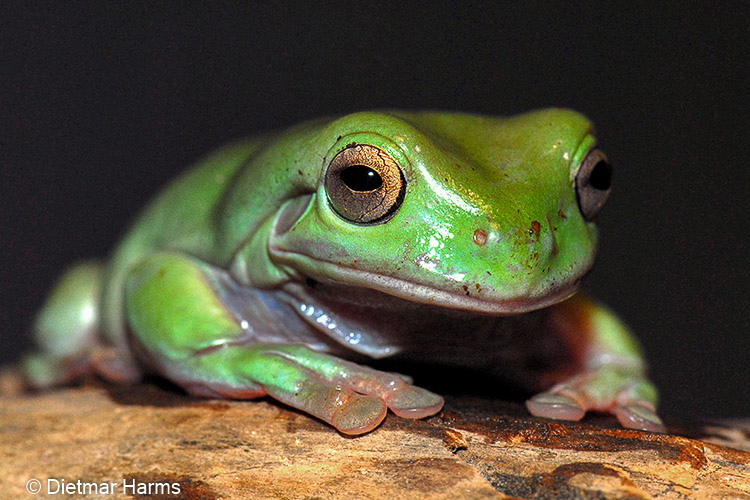 NIKON D200 - 105.0 mm f/2.8