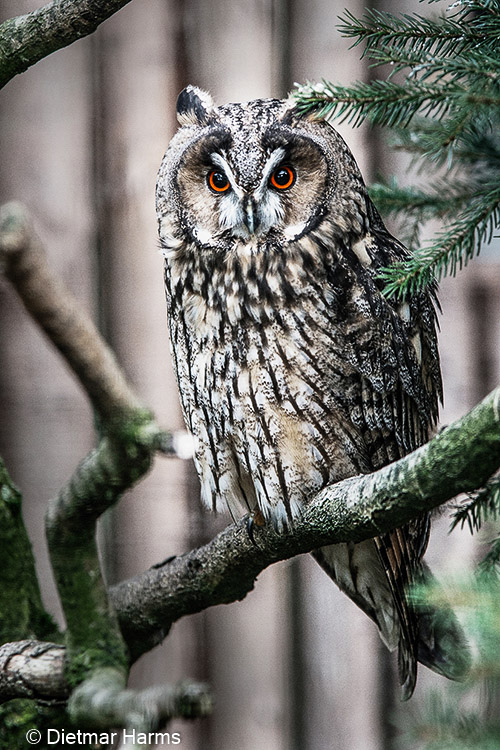 NIKON D800 - 24.0-120.0 mm f/4.0